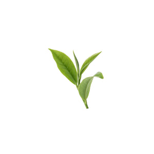 Grüner Tee