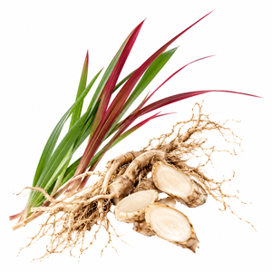 Imperata Cylindrica Root