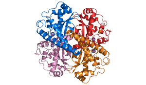 Superoxid-Dismutase