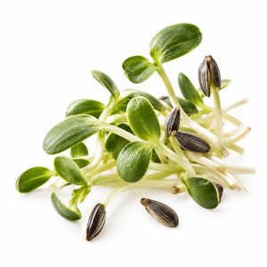Phyto NAD+ Booster