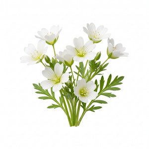 Wiesenschaumkrautöl